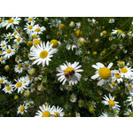 Imágenes de los usuarios HTC One S