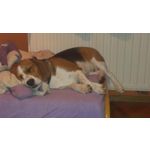 Imágenes de los usuarios HTC One S