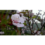 Imágenes de los usuarios HTC One S