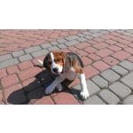 Imágenes de los usuarios HTC One S