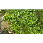 Imágenes de los usuarios HTC One S