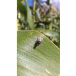 FOTO FATTE CON QUESTO TELEFONO