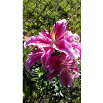 FOTO FATTE CON QUESTO TELEFONO