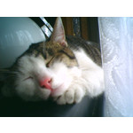 FOTO'S VAN DEZE TELEFOON