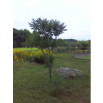 Imágenes de los usuarios HTC SPV M650