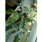 Foto dei utenti HTC Touch HD