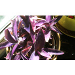 PHOTOS FAITES AVEC CE SMARTPHONE