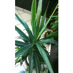 PHOTOS FAITES AVEC CE SMARTPHONE