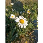 Selbst von Nutzern gemachte Bilder HTC U11 Dual SIM