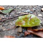 Selbst von Nutzern gemachte Bilder HTC U11 Dual SIM