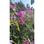 FOTO'S VAN DEZE TELEFOON