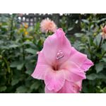 用户照片 HTC U12+ Dual SIM