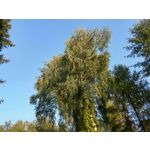 用户照片 HTC U12+ Dual SIM