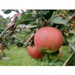 用户照片 HTC U12+ Dual SIM