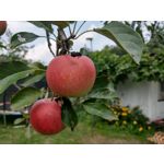 用户照片 HTC U12+ Dual SIM