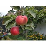 用户照片 HTC U12+ Dual SIM