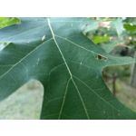 用户照片 HTC U12+ Dual SIM