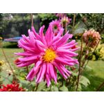 用户照片 HTC U12+ Dual SIM