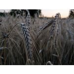 用户照片 HTC U12+ Dual SIM