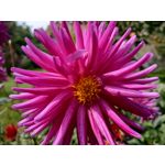 用户照片 HTC U12+ Dual SIM