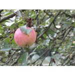 用户照片 HTC U12+ Dual SIM