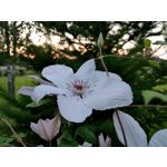 用户照片 HTC U12+ Dual SIM