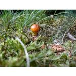 用户照片 HTC U12+ Dual SIM