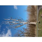 LAS FOTOS HECHAS CON ESTE TELÉFONO