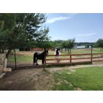 來自這款手機的圖片