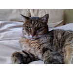 Foto dei utenti Huawei Ascend G300