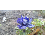 Fotos de usuários Huawei Ascend P1
