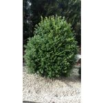 LAS FOTOS HECHAS CON ESTE TELÉFONO