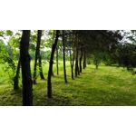 LAS FOTOS HECHAS CON ESTE TELÉFONO