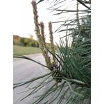 LAS FOTOS HECHAS CON ESTE TELÉFONO