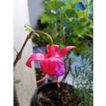 LAS FOTOS HECHAS CON ESTE TELÉFONO