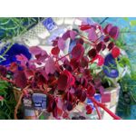 LAS FOTOS HECHAS CON ESTE TELÉFONO