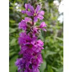 來自這款手機的圖片