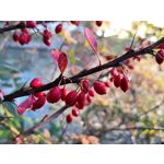 Фотографии пользователя Huawei Mate 10 Pro Фотографии пользователя Huawei Mate 10 Pro