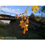 Фотографии пользователя Huawei Mate 10 Pro Фотографии пользователя Huawei Mate 10 Pro