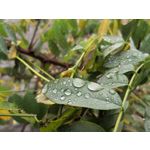 Фотографии пользователя Huawei Mate 10 Pro Фотографии пользователя Huawei Mate 10 Pro