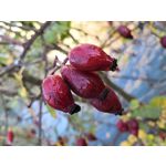 Фотографии пользователя Huawei Mate 10 Pro Фотографии пользователя Huawei Mate 10 Pro