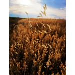 PICTURES FROM THIS PHONE