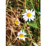 PICTURES FROM THIS PHONE