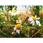 PICTURES FROM THIS PHONE