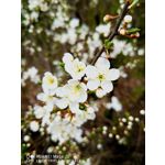 FOTO FATTE CON QUESTO TELEFONO