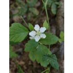 PICTURES FROM THIS PHONE