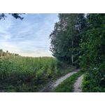 PICTURES FROM THIS PHONE