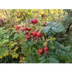 Фотографии пользователя Huawei Nova 10 Pro