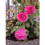 Фотографии пользователя Huawei Nova 10 Pro