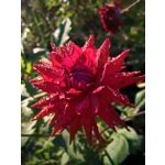 Фотографии пользователя Huawei Nova 10 Pro
